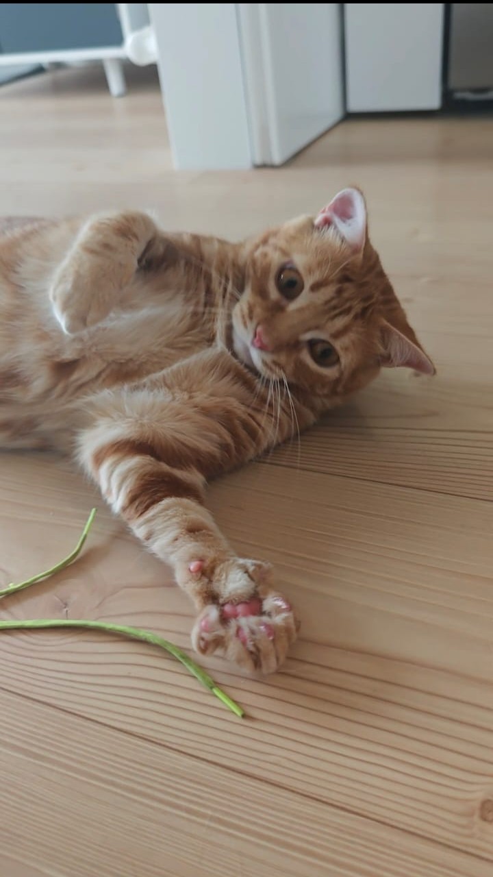 Cat cared for by Gaticidad in Cornellà de Llobregat